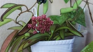 Хойя Вайетти (Hoya Wayetii) и Хойя Калистофила Калимантан(Hoya Callistophill sp.Kalimantan)