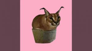 шлепа и его собратья😼