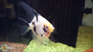 СКАЛЯРИИ - АНГЕЛЫ АКВАРИУМА: содержание, совместимость и драки скалок в аквариуме!