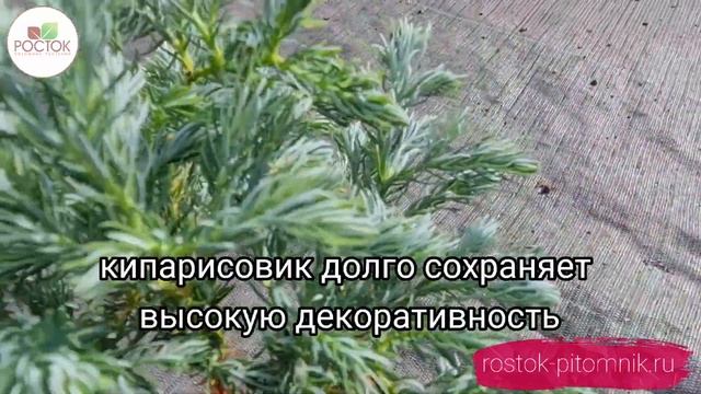 Наша замечательная новинка - Кипарисовик Булевард! смотреть онлайн