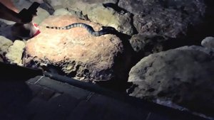 ЯДОВИТЫЕ ЗМЕИ НА ПЛЯЖЕ КУТА (БАЛИ) | POISONOUS SNAKE ON KUTA BEACH