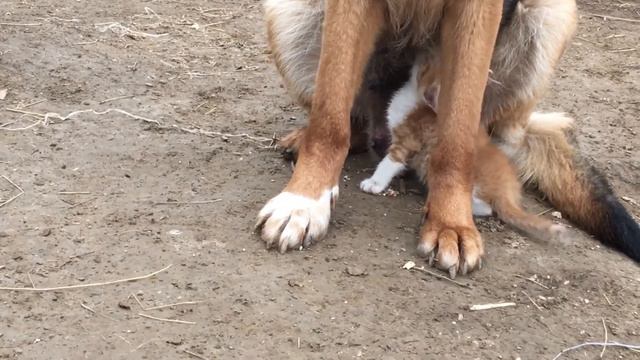 Котёнок тоже хочет есть) смотреть онлайн