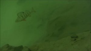 Подводная камера для зимней рыбалки. Цифровая камера глубина 9 м