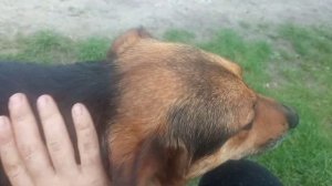 Мама Джесси охраняет своих деток!!!