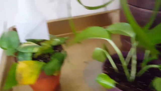 Starting Somewhere - Jan 2017 Plant Collection