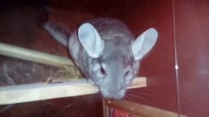 Как приручить шиншиллу/как приручить шиншиллу к рукам/зверек шиншилла