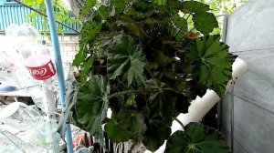 Дачный лайфхак,идеи для дачи.