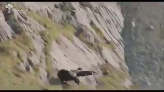 Дикая природа. Схватка Орел vs Горный Козел. смотреть онлайн