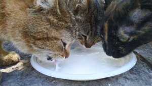 Коты едят сметану, прикольное залипающее видео