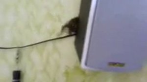 джунгарик хомяк лазит по стене