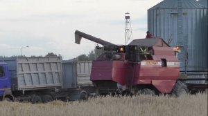 Уборка озимой ржи комбайнами Полесье на самом маленьком поле