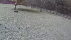 Снегопад 10 мая  2017 года. Клинский район . Спасское.