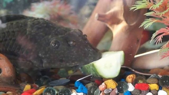 Кормим сомика Анциструса свежим огурцом