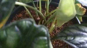 alocasia BAGINDA (dragon scale)