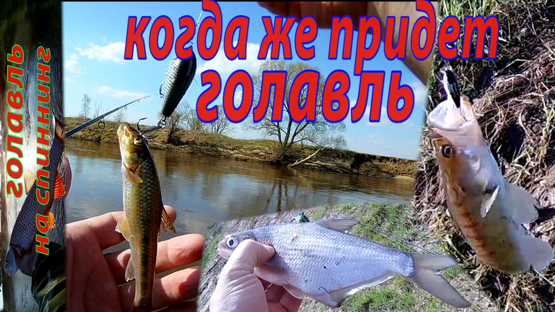 В ожидании голавля на перекате. Ловля голавля ранней весной на спиннинг.