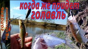 В ожидании голавля на перекате. Ловля голавля ранней весной на спиннинг.