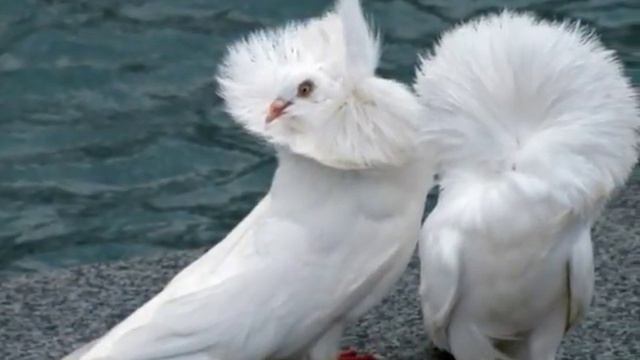 САМЫЕ КРАСИВЫЕ ЦВЕТНЫЕ ПОРОДИСТЫЕ ГОЛУБИ В МИРЕ
