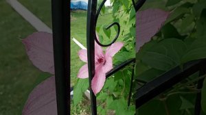 Clematis Flowers - beautiful petals of pink & purple !!
