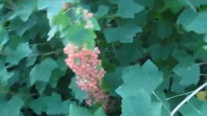 Роза Чаир - урожайный вкусный сорт розовой смородины