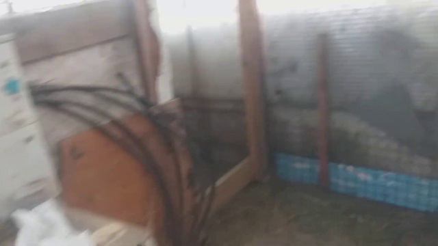 Кролики.Продам.Новосибирская область.