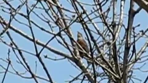 сизый дрозд