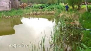 Кот отбирает рыбку у рыбака - прикол