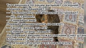Блондинка на кабриолете. Анекдоты, юмор, смех.