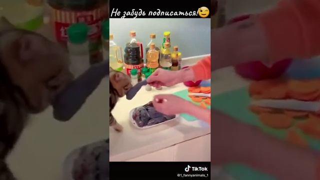 Ржачные приколы. Домашние животные. смех до слез. 5 часть