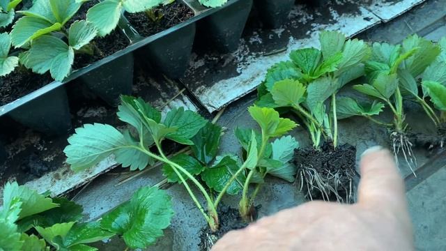 Кассетная рассада Эксперимент спустя 7 дней после посадки клубники в кассету в разный грунт смотреть онлайн