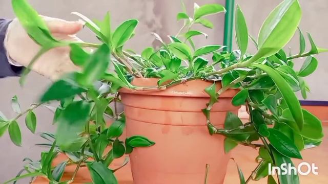 Уход за комнатными растениями🪴🌺🌼 смотреть онлайн