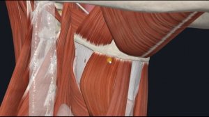 Щитоподъязычная мышца (m. thyrohyoideus) 3D Анатомия