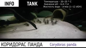 Сомик Панда або Коридорас Панда (Corydoras panda)