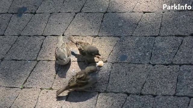 Уникальное видео.Эксклюзив.Мама-воробьиха кормит своих огромных птенцов из клюва смотреть онлайн