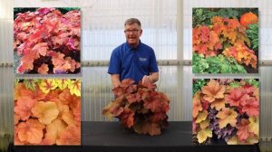 TERRA NOVA® Nurseries, Inc. - Heuchera 'Southern Comfort'