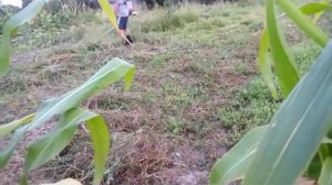 Косим кукурузу мотокосой