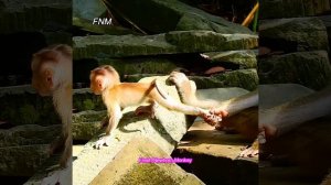 MG... mom Luna weaning her newborn Lucie so hard, Really pity little cute newborn