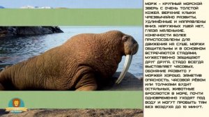 Мир малышам. Морж