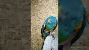 сине-желтый ара, самоощипывание попугаев, симптомы