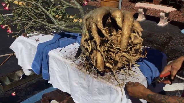 Cleaning desert deser rose and find rod rot 2 смотреть онлайн