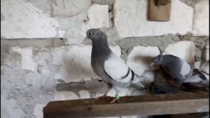 Бакинские бойные голуби / Baku Tumblers (Mihai Mitu ,Chisinau , Moldova )