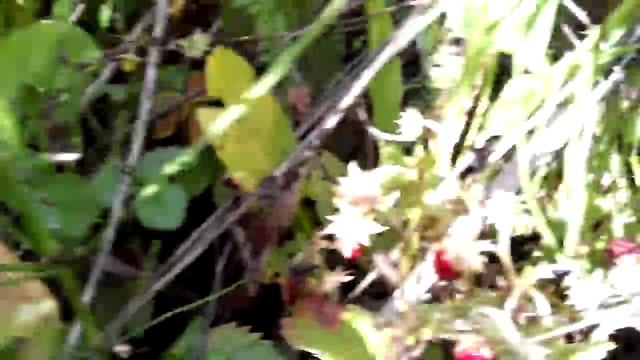 Лесная, полевая земляника. Полезно или нет? смотреть онлайн