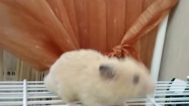 Хомячок Джерри ?/ Дрессировка хомячка/ Как можно дрессировать?/Arina Star смотреть онлайн