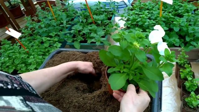 Выращиваем с Биотехникой. 7 мая.Сажаем петунию на ПМЖ смотреть онлайн