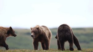 Photographing Bears & other Wildlife in Alaska. Two weeks alone with Bears, photography vlog part 2