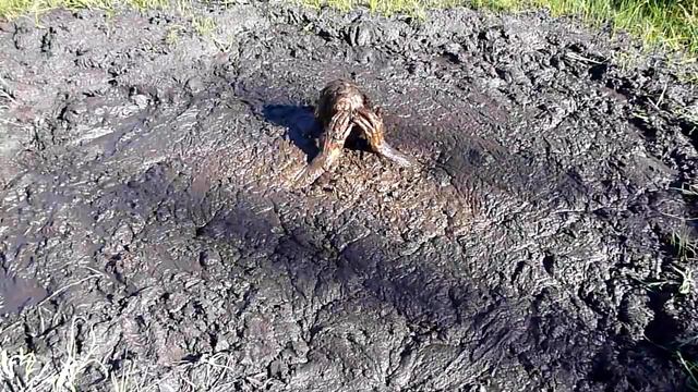 Man Dies from Quicksand смотреть онлайн