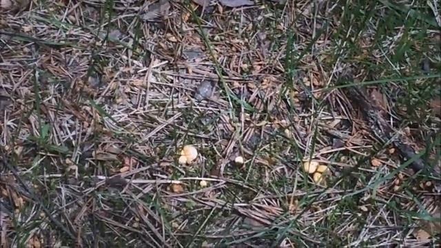 ЧЕРНИКА ЗЕМЛЯНИКА И ГРИБЫ 18 06 2022