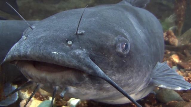 What is the Difference between Coupled and Decoupled Aquaponics Systems? смотреть онлайн