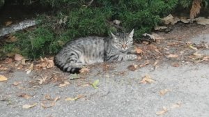 Как уличная кошка прятала своих котят. Невероятная история.