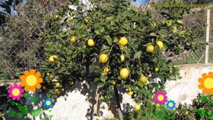 Айва японская Юкиготен на штамбе. Краткий обзор, описание chaenomeles speciosa yukigotenYukigoten
