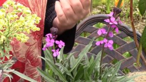 New Garden Plants & the Best Rhodo of ALL || Rhododendron 'Lady Alice Fitzwilliam'